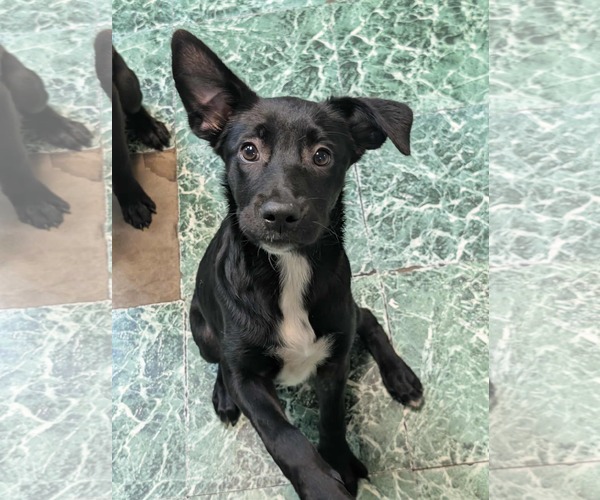 Medium Photo #5 Mutt Puppy For Sale in Anniston, AL, USA