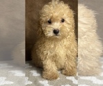 Small Photo #1 Poodle (Miniature) Puppy For Sale in MARTINSVILLE, IN, USA