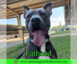 Small #3 American Pit Bull Terrier Mix