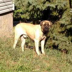 Father of the Mastiff puppies born on 04/11/2018