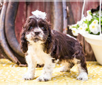 Small Photo #8 Cocker Spaniel Puppy For Sale in WAKARUSA, IN, USA