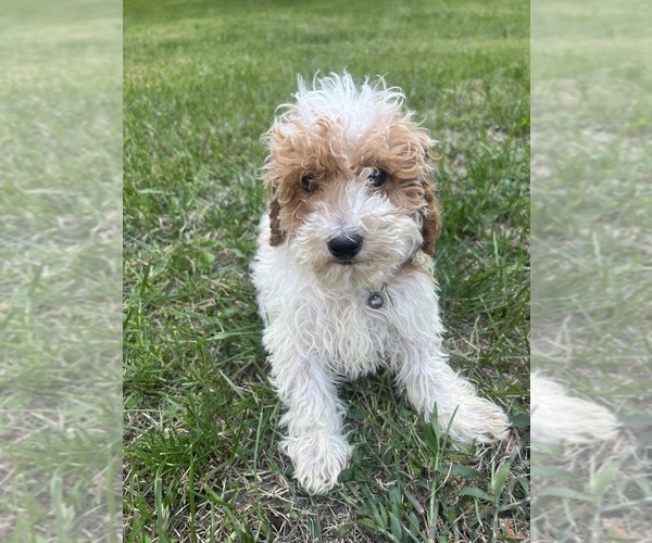 Medium Photo #35 Poodle (Miniature) Puppy For Sale in DURHAM, CT, USA