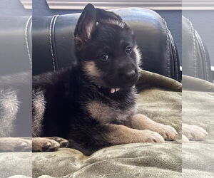 German Shepherd Dog-Unknown Mix Dogs for adoption in The Woodlands, TX, USA