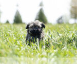 Small Photo #5 Havanese-Poodle (Toy) Mix Puppy For Sale in WARSAW, IN, USA
