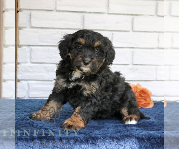 Medium Photo #4 Bernedoodle (Miniature) Puppy For Sale in NARVON, PA, USA