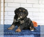 Small #3 Bernedoodle (Miniature)