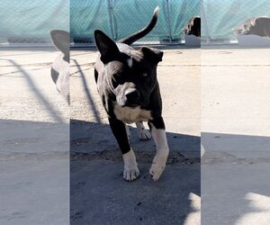 Denzel-foster home - Male American Staffordshire Terrier-Boxer Mix Dog for Adoption - Photo #7