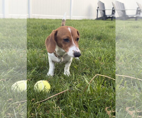 Medium Photo #4 Dachshund Puppy For Sale in Fruitland, SC, USA