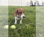 Small #3 Dachshund