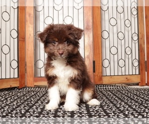 Medium Aussie-Poo