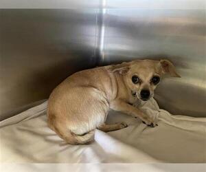 Chihuahua Dogs for adoption in Waco, TX, USA