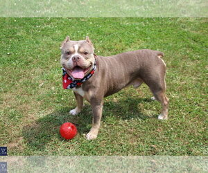 Ozzy - Male American Bulldog-French Bulldog Mix Dog for Adoption - Photo #2