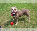 Small #1 American Bulldog-French Bulldog Mix