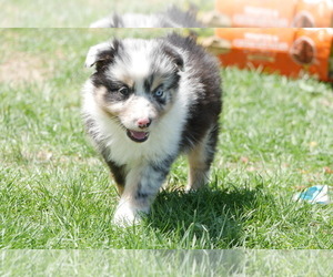 Australian Shepherd Puppy for Sale in WORTHINGTON, Indiana USA