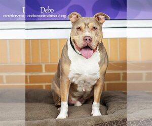Staffordshire Bull Terrier-Unknown Mix Dogs for adoption in Bellmawr, NJ, USA