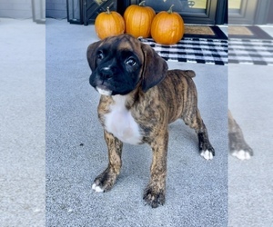 Boxer Puppy for sale in FRANKLIN, IN, USA