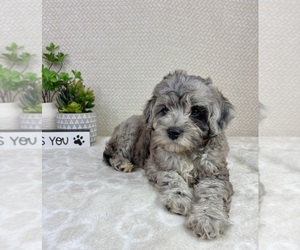 Cavapoo (Miniature) Puppy for sale in INDIANAPOLIS, IN, USA