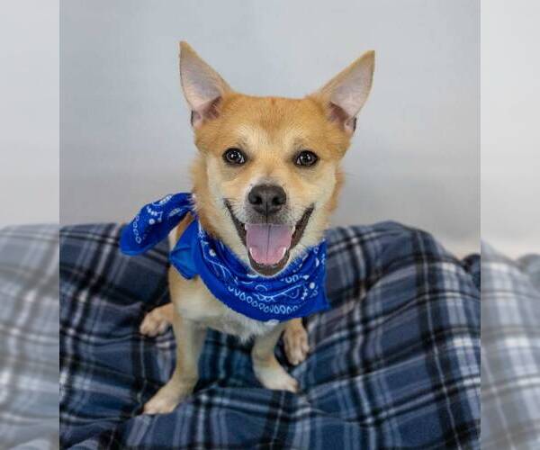 Medium Photo #2 Mutt Puppy For Sale in Kennesaw, GA, USA