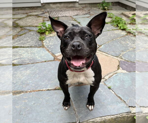 Medium Photo #9 American Pit Bull Terrier-Unknown Mix Puppy For Sale in Boston, MA, USA