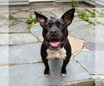 Small #8 American Pit Bull Terrier Mix