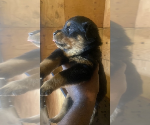 Medium Photo #1 Rottweiler Puppy For Sale in RICHLAND, GA, USA