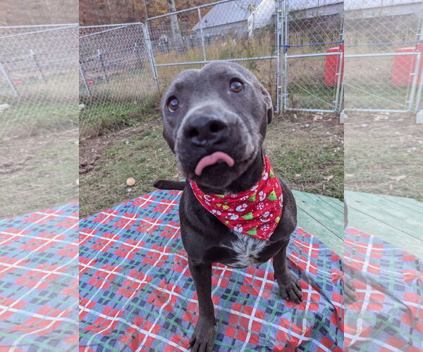 Medium Photo #10 American Staffordshire Terrier-Unknown Mix Puppy For Sale in Calhoun, GA, USA