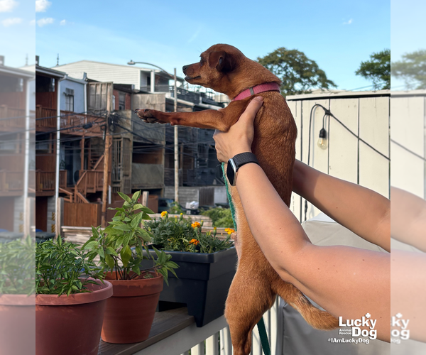 Medium Photo #4 Chihuahua-Unknown Mix Puppy For Sale in Washington, DC, USA