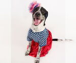 Small #4 American Staffordshire Terrier-Border Collie Mix