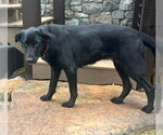 Small #5 Mutt