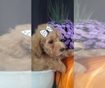 Small Photo #5 Aussiedoodle Miniature -Poodle (Miniature) Mix Puppy For Sale in OTTAWA, OH, USA