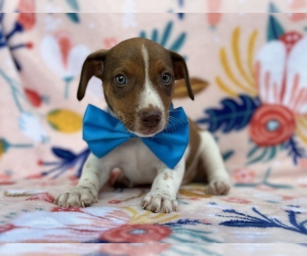 Medium Photo #4 Jack Russell Terrier Puppy For Sale in LANCASTER, PA, USA