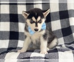Small Photo #11 Siberian Husky Puppy For Sale in LAKELAND, FL, USA