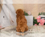 Small Photo #5 Goldendoodle-Poodle (Miniature) Mix Puppy For Sale in WARSAW, IN, USA