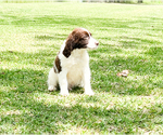 Small Photo #3 English Springer Spaniel Puppy For Sale in FITZGERALD, GA, USA