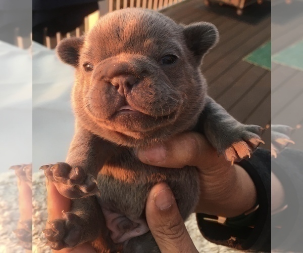 Medium Photo #28 French Bulldog Puppy For Sale in PLACERVILLE, CA, USA