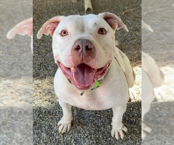 Medium Photo #4 American Pit Bull Terrier Puppy For Sale in Woodland, CA, USA