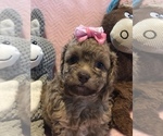Small Photo #3 Maltese-Poodle (Toy) Mix Puppy For Sale in SARASOTA, FL, USA