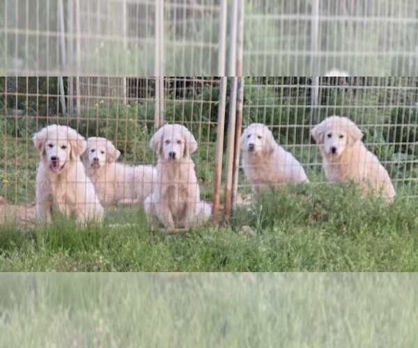 Medium Photo #17 Great Pyrenees Puppy For Sale in Croydon, NH, USA