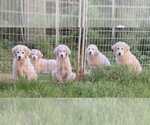 Small #16 Great Pyrenees