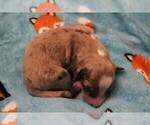Small Photo #3 Miniature Australian Shepherd Puppy For Sale in LIVE OAK, CA, USA
