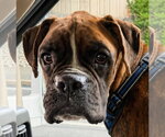 Small #4 Boxer