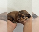 Small #9 Bernedoodle (Miniature)