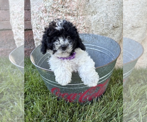 Medium Photo #3 Havapoo Puppy For Sale in MIDDLEBURY, IN, USA