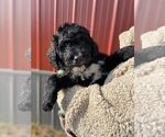 Small Photo #2 Bernedoodle Puppy For Sale in CONNERSVILLE, IN, USA