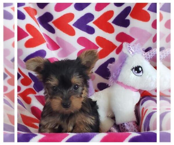 Medium Photo #2 Yorkshire Terrier Puppy For Sale in TAYLOR, TX, USA