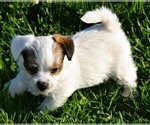 Puppy 5 Russell Terrier