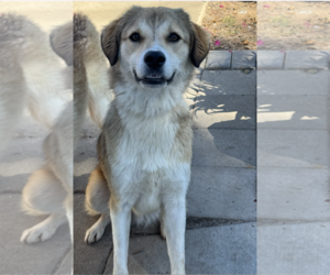 Colonial Cocker Spaniel-Unknown Mix Dogs for adoption in Newport Beach, CA, USA