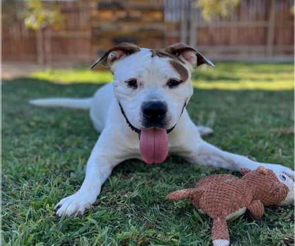 Medium Photo #5 American Pit Bull Terrier-Unknown Mix Puppy For Sale in Las Vegas, NV, USA