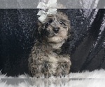 Puppy Ranger F1B Goldendoodle (Miniature)