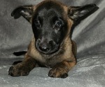 Small Photo #1 Belgian Malinois Puppy For Sale in HOLLYWOOD, FL, USA